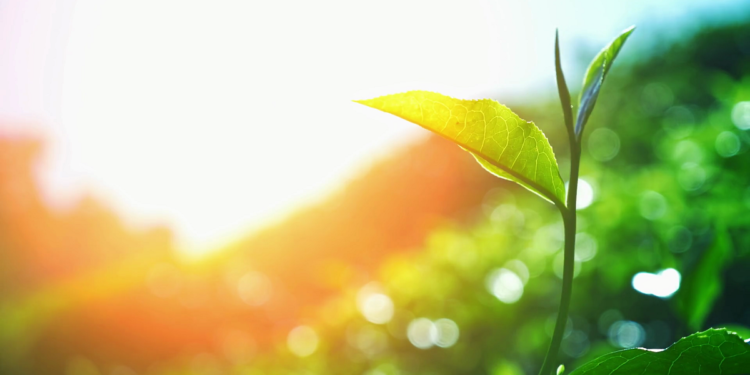 سيليكات البوتاسيوم.. فوائدها لمحاصيل الفواكهة ودورها في مكافحة التغيرات المناخية 1 سيليكات البوتاسيوم