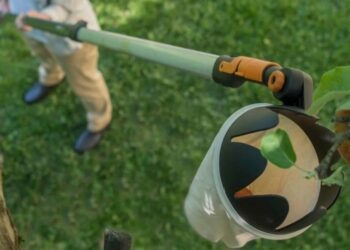 ثمار الفاكهة