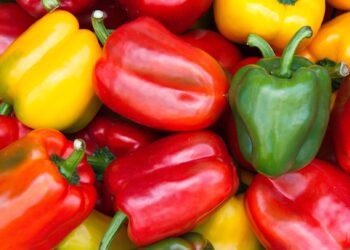 محصول الفلفل