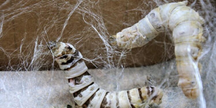 مخلفات دودة القز