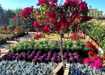 زهور الربيع