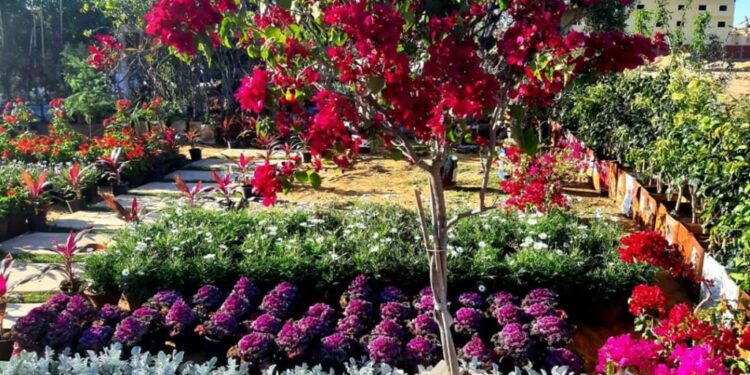 معرض زهور الربيع.. "الزراعة" تواصل تلقي طلبات الراغبين في المشاركة بالنسخة ٩١ 1 زهور الربيع