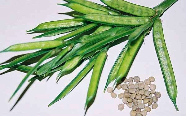 نبات الجوار .. د.ربيع مصطفى: يتحمل الملوحة ويساهم في حل أزمة الأعلاف الصيفية 1 نبات الجوار