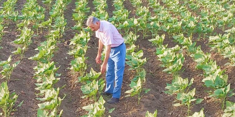 وكيل زراعة أسيوط