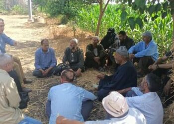 يوم حقل للذرة الشامية بقرية المنشأة الكبرى بكفر الشيخ