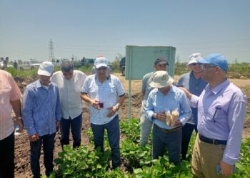 معهد المحاصيل الحقلية يصدر 7 توصيات فنية لمواجهة ارتفاع درجات الحرارة