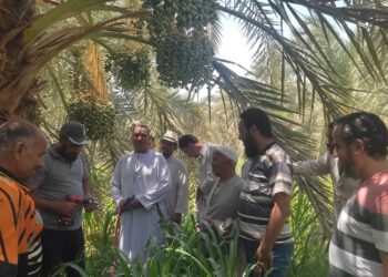 سوسة النخيل