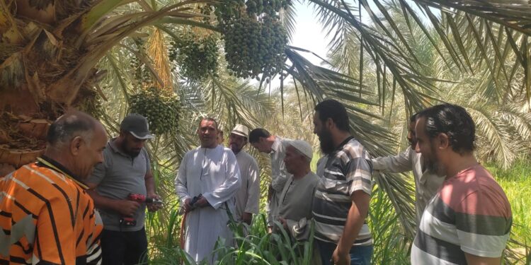 سوسة النخيل.. "المعمل المركزي" ينظم يومًا حقليًا بالواحات البحرية 1 سوسة النخيل