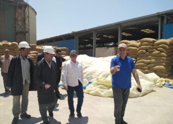 برامج تربية الأصناف