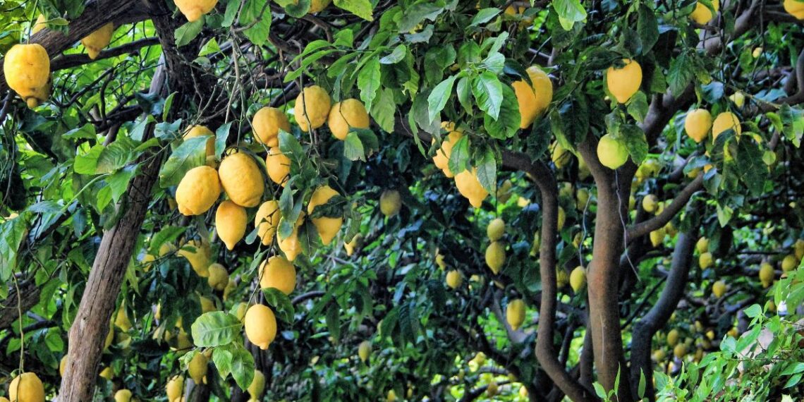 أشجار الليمون