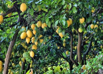 أشجار الليمون