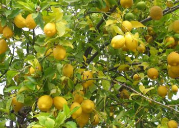 فطر الفيتوفثرا