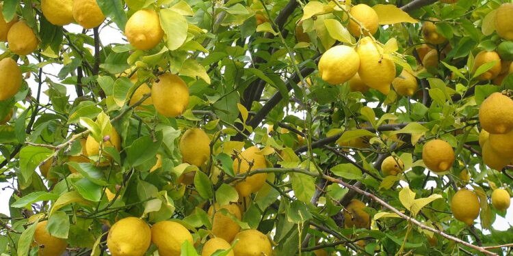 فطر الفيتوفثرا.. أبرز الإجراءات الواجب اتخاذها في مزارع الليمون ومواصفات الشتلة الجيدة 1 فطر الفيتوفثرا