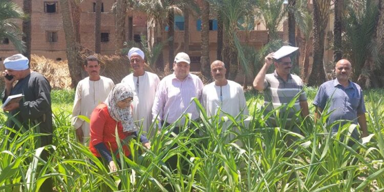 معهد وقاية النباتات يواصل توعية المزارعين بوسائل السيطرة على دودة الحشد الخريفية 1 معهد وقاية النباتات