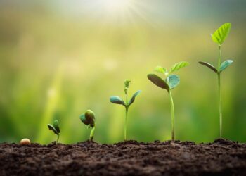 اختبار الإنبات