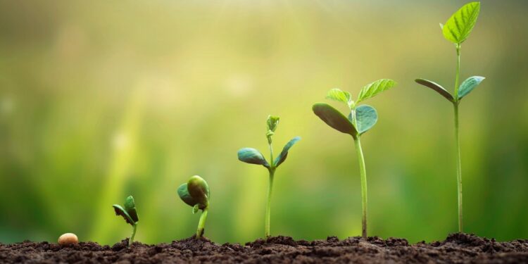 اختبار الإنبات