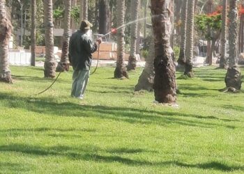 نشاط مكثف لمديرية الزراعة بالإسكندرية للحفاظ على الرقعة الزراعية 8 الإسكندرية