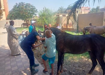 التناسليات الحيوانية