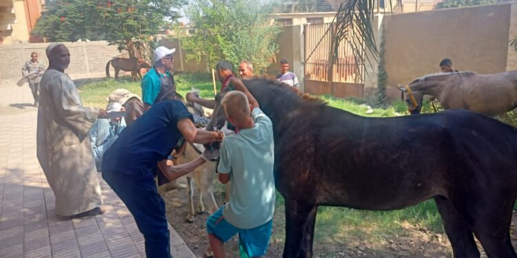 التناسليات الحيوانية تنظم قافلة بيطرية مجانية إلى قرى بني سويف اليوم 1 التناسليات الحيوانية