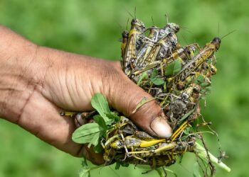 الجراد الصحراوي