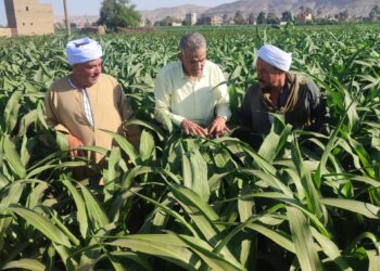 وكيل وزارة الزراعة بأسيوط يتابع زراعات الذرة الشامية