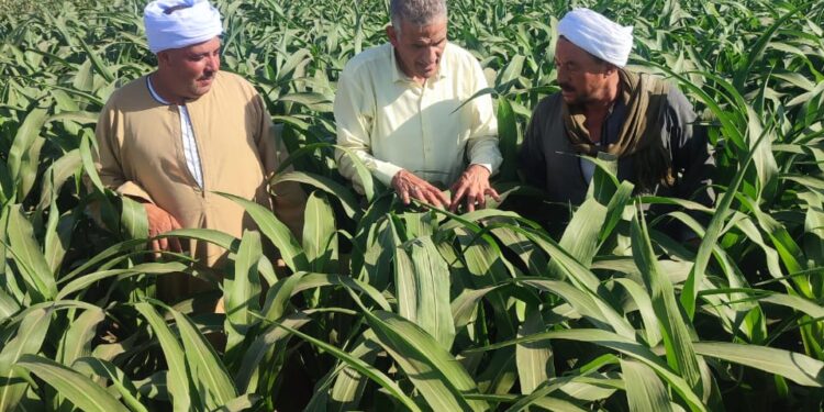 وكيل وزارة الزراعة بأسيوط يتابع زراعات الذرة الشامية 1 وكيل وزارة الزراعة بأسيوط يتابع زراعات الذرة الشامية