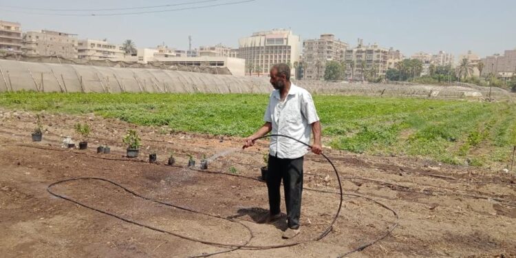 الزراعة تواصل تجهيز تقاوي القمح ومعدات الحصاد الآلي وشتلات النخيل والزيتون 1 الزراعة