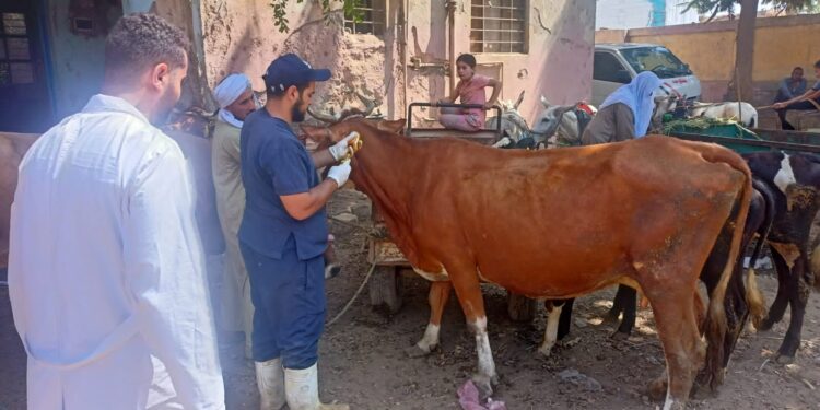 الزراعة: علاج وفحص أكثر من ٥٩٠٠ رأس ماشية مجانا لصغار المربين بمحافظة بني سويف 1 الزراعة