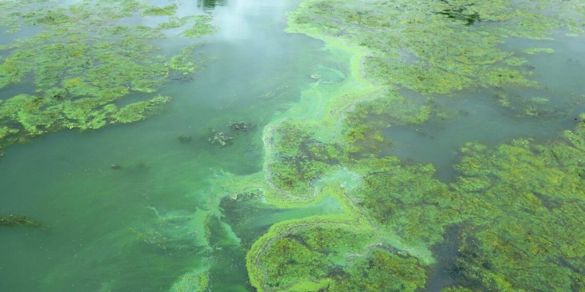 الطحالب الخضراء