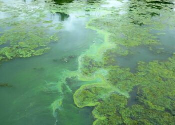 الطحالب الخضراء