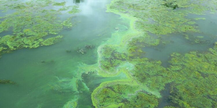 الطحالب الخضراء وتحويل "مخلفات عصر الزيتون" إلى "سماد عالي الجودة" 1 الطحالب الخضراء