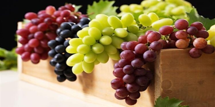 أهم خطوات تداول ثمار العنب 1 العنب