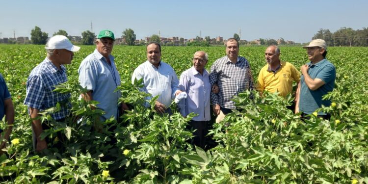الزراعة تتابع محصول القطن بالمنوفية و البرامج البحثية بمحطة بحوث الجميزة 1 القطن