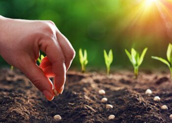 الكثافة النباتية