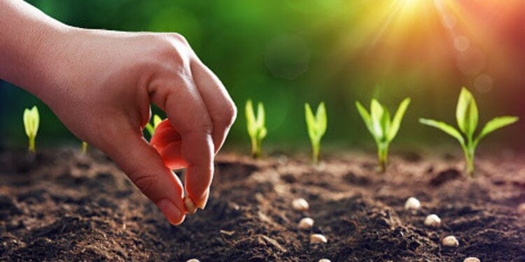 الكثافة النباتية وعلاقتها بانتشار الحشائش وحجم الإنتاجية المتوقعة 1 الكثافة النباتية