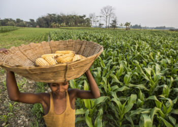 المحاصيل المهندسة وراثيا