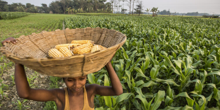 المحاصيل المهندسة وراثيا.. معوقات انتشارها وسبل تطويعها لمكافحة الآفات والتغيرات المناخية 1 المحاصيل المهندسة وراثيا