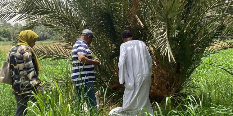 "الزراعة" تعلن أبرز أنشطة "المركزي للنخيل" خلال الشهر الماضي 1 المركزي للنخيل