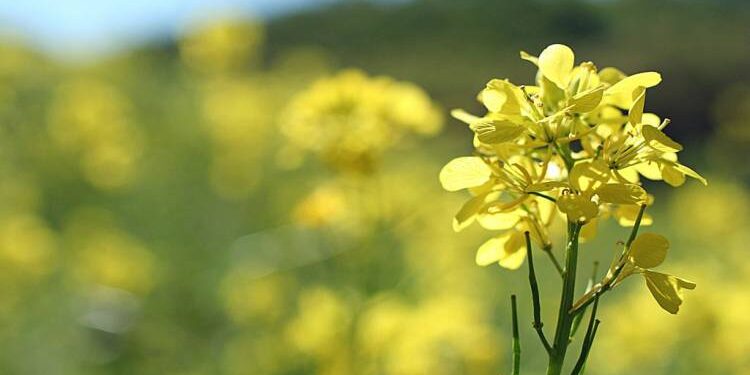 المستردة .. فوائدها واستعمالاتها وموعد الزراعة والتربة المناسبة 1 المستردة