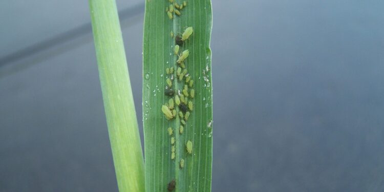 المن.. خطأ شائع يتم ارتكابه وأبرز التوصيات الواجب اتباعها في المكافحة 1 المن