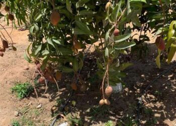 الموجة الحارة