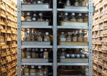 تخزين البذور