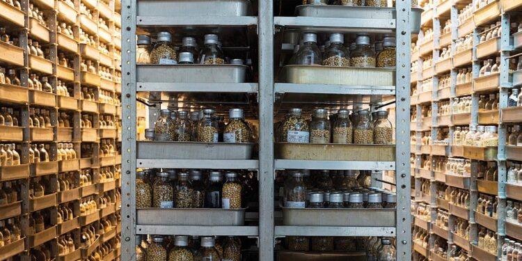 تخزين البذور