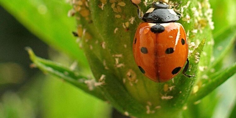 الأعداء الحيوية