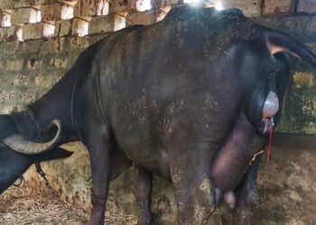 تلقيح الجاموس