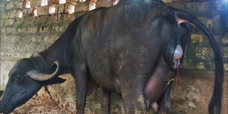 تلقيح الجاموس.. المخاطر الصحية لـ"التبكير" وأسباب إصابة الإناث بـ"العقم" 1 تلقيح الجاموس