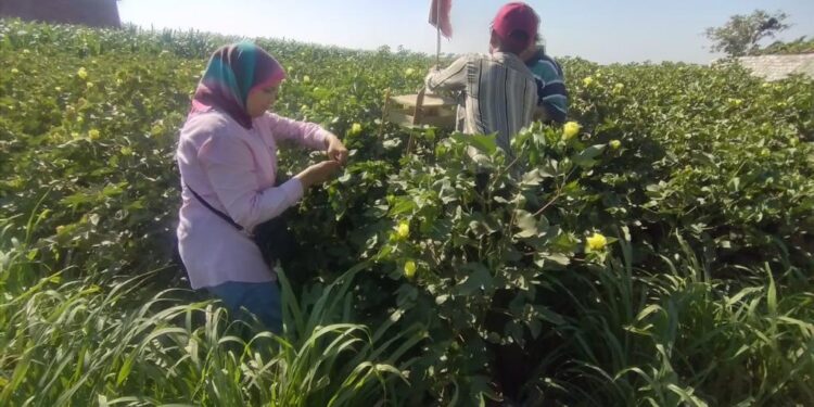 المركزية لمكافحة الآفات تتابع المحاصيل الصيفية بالمحافظات 1 المركزية لمكافحة الآفات