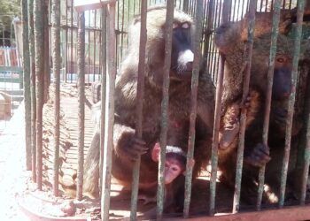 رئيس هيئة الخدمات البيطرية يتفقد حديقتي “الأسماك” و”حيوان الفيوم” و”مجزر البساتين”