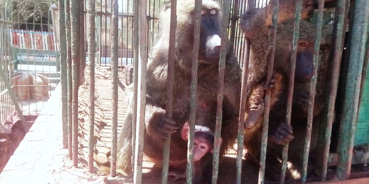 رئيس هيئة الخدمات البيطرية يتفقد حديقتي “الأسماك” و”حيوان الفيوم” و”مجزر البساتين”