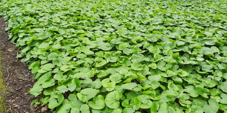 حرارة التربة.. دور "الغطاء الأخضر" في ضبطها وانعكاساته على محصول المانجو 1 حرارة التربة